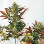 Larry´s Lemon OG 1 femmina Garden of Green Seeds