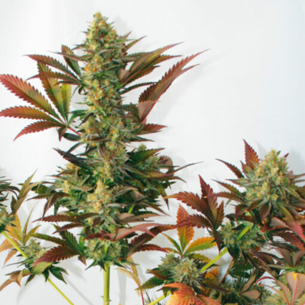 Larrys-Lemon-OG-1-u-fem-Garden-of-Green-Seeds.jpg Larry´s Lemon OG 1 femmina Garden of Green Seeds - immagine 1