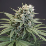 LeMello 6 donne Karma Genetics