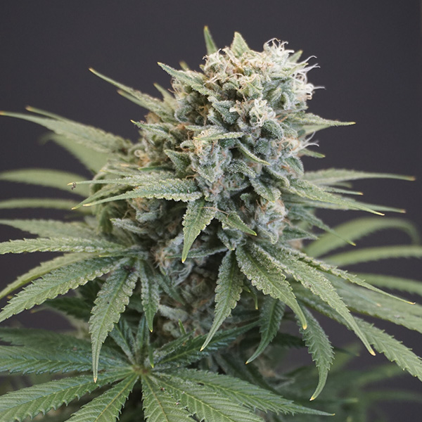 LeMello-6-u-fem-Karma-Genetics.jpg LeMello 6 donne Karma Genetics - immagine 1