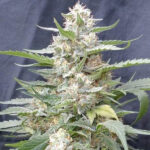 Lemon Amber Kush 5 u G13 Labs