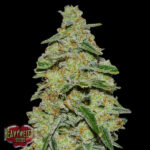 Lemon Cheescake 3 donne Heavyweight Seeds