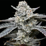 Lemon Cherry Gelato da donna Barney's x Backpack Boyz
