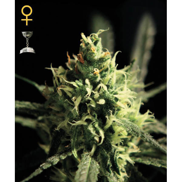 Lemon-Skunk-10-u-fem-Green-House.jpg Lemon Skunk fem. Green House - immagine 1