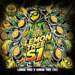 Lemon Tree S1 - , femmina Elev8 Seeds