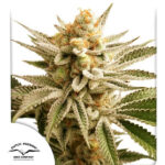 Lemon Z femmina Dutch Passion