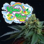 Lime OZZ 6 donne Perfect Tree