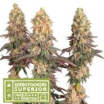 Mack & Crack (femminile) Seedstockers Superior