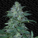 Magic Bud fem. Paradise Seeds