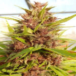 Malawi x PCK 5 u Normale Ace Seeds