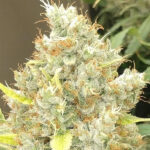 Malawi - Panama 5 u Normale Ace Seeds