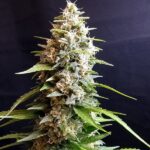 Maltezerz 5 u G13 Labs