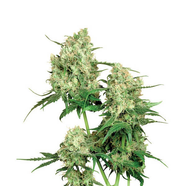 Maple-Leaf-Indica-10-u-reg-Sensi-Seeds.jpg Maple Leaf Indica 10 u reg. Sensi Seeds - immagine 1
