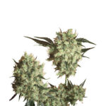 Marley's Collie 10 u reg. Sensi Seeds ESAURITO PRESSO IL PRODUTTORE
