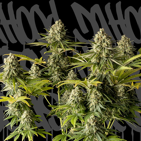 McFly-1-u-fem-DaHood-Urban-Seeds.jpg McFly fem. DaHood Urban Seeds - immagine 1