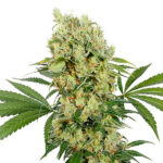 Medikit CBD Blister da 10 femmine Buddha Seeds