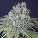 Melon Cheddar 6 donne Karma Genetics