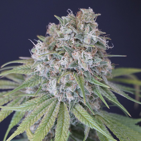 Melon-Cheddar-6-u-fem-Karma-Genetics.jpg Melon Cheddar 6 donne Karma Genetics - immagine 1