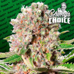 Mendocino Skunk 3 femmine Paradise Seeds