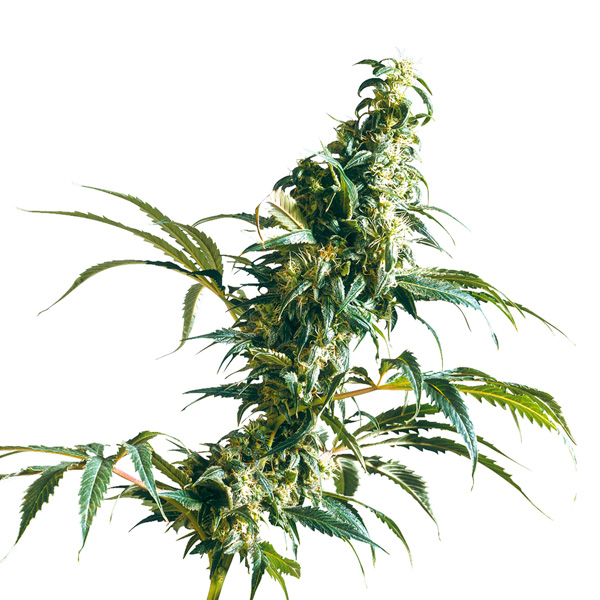 Mexican-Sativa-10-u-fem-Sensi-Seeds.jpg Mexican Sativa fem. Sensi Seeds - immagine 1