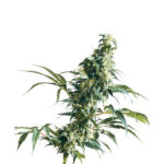 Mexican Sativa 10 u reg. Sensi Seeds
