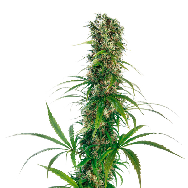 Michka-3-u-fem-Sensi-Seeds.jpg Michka fem. Sensi Seeds - immagine 1