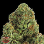 Midnight 3 donne Heavyweight Seeds