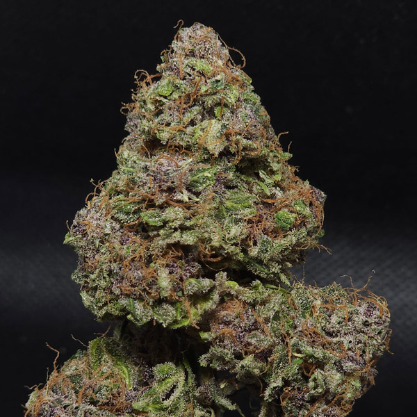 Midnight-Bessie-Autoflower-3-ud-fem-Elev8-Seeds.jpg Midnight Bessie Autoflower femmina Elev8 Seeds - immagine 1
