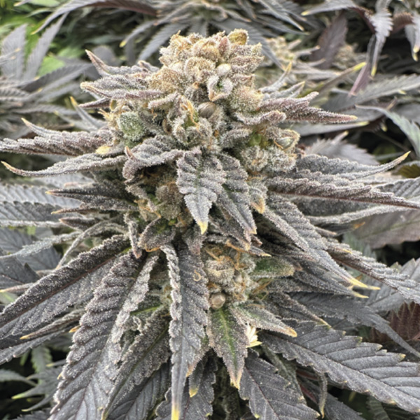 Midnight-Zlap-3-u-fem-Gratefull-Seeds.jpg Midnight Zlap fem Gratefull Seeds - immagine 1