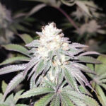 Mind Fulez fem Edizione limitata Gratefull Seeds