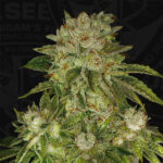 Mk - Ultra 5 donne T.H. Seeds