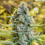 Moby Dick Silent Seeds