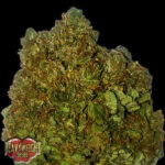 Money Bush 3 donne Heavyweight Seeds