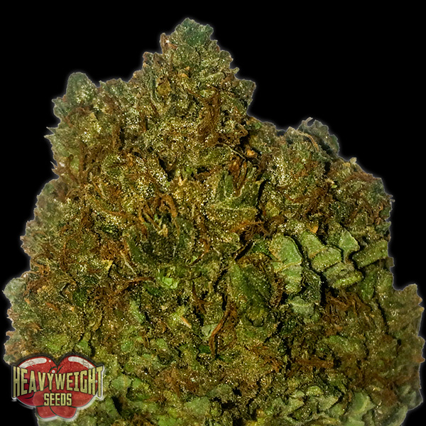 Money-Bush-3-u-fem-Heavyweight-Seeds.jpg Money Bush 3 donne Heavyweight Seeds - immagine 1