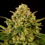 Monkey Grease fem. Kannabia Seeds