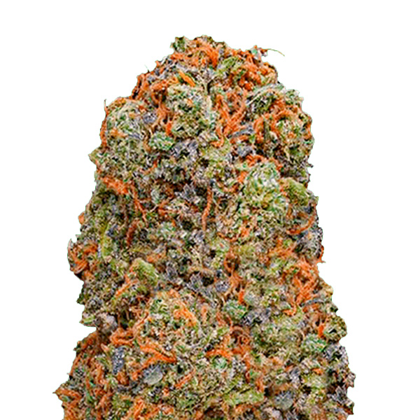 Monster-Gelato-3-u-fem-Monster-Genetics.jpg Monster Gelato 3 donne Monster Genetics - immagine 1