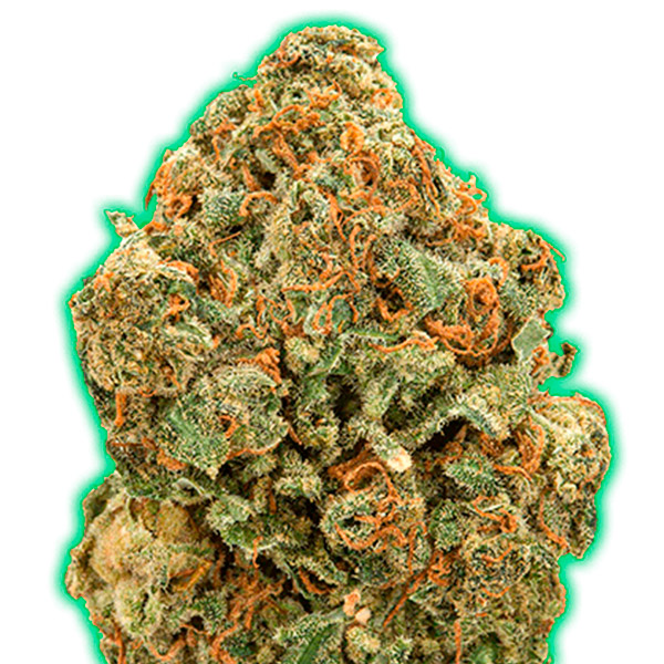 Monster-Moby-3-u-fem-Monster-Genetics.jpg Monster Moby 3 donne Monster Genetics - immagine 1