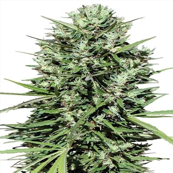 Morocco-Beldia-Kif-5-u-Regular-Ace-Seeds.jpg Marocco Beldia Kif 5 u Regolare Ace Seeds - immagine 1