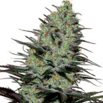 Morpheus Blister da 10 femmine Buddha Seeds