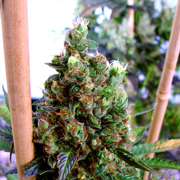 NYC-Diesel-10-u-fem-Soma-Seeds.jpg NYC Diesel fem. Soma Seeds - immagine 1