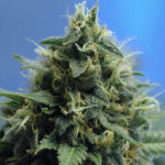 N.Y.P.D. 10 u reg. The Sativa SeedBank