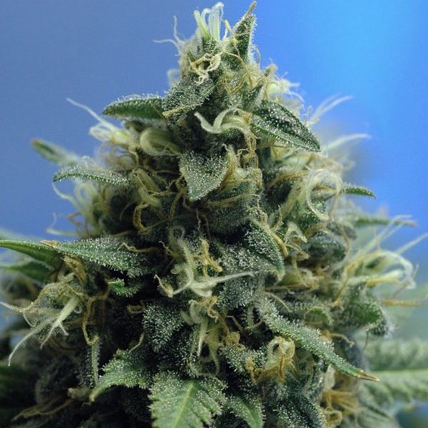 NYPD-10-u-reg-The-Sativa-SeedBank.jpg N.Y.P.D. 10 u reg. The Sativa SeedBank - immagine 1