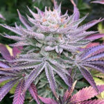 Nasty Runtz femmina Edizione limitata Gratefull Seeds