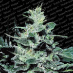 Nebula fem. Paradise Seeds