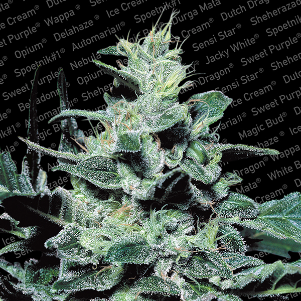 Nebula-10-u-fem-Paradise-Seeds.jpg Nebula fem. Paradise Seeds - immagine 1