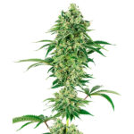 Nicole Hindu Kush femmina White Label