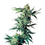 Northern Lights 10 donne Sensi Seeds