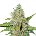 Northern Lights fem. Seedstockers
