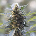Northern Lights x Skunk 5 u G13 Labs