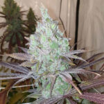 Now N Frutti 6 donne Karma Genetics